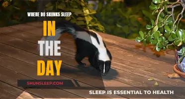 Skunk Naps: Daytime Sleeping Spots and Habits