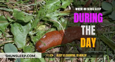 The Secret Hideaways of Slugs During Daytime