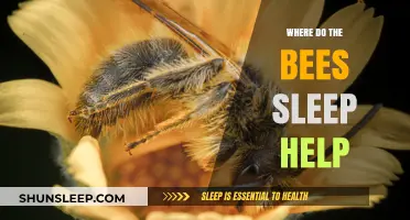 Where Do Bees Sleep? Understanding Their Resting Habits and Needs