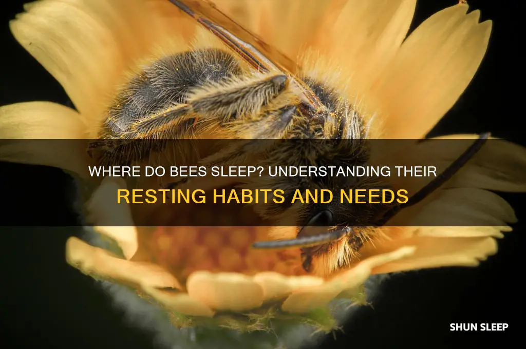 where do the bees sleep help