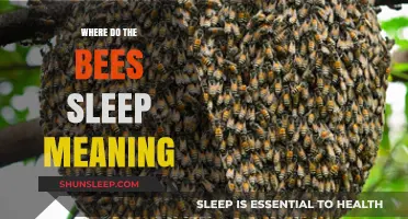 Bees' Sleep: A Metaphor for Rest and Productivity