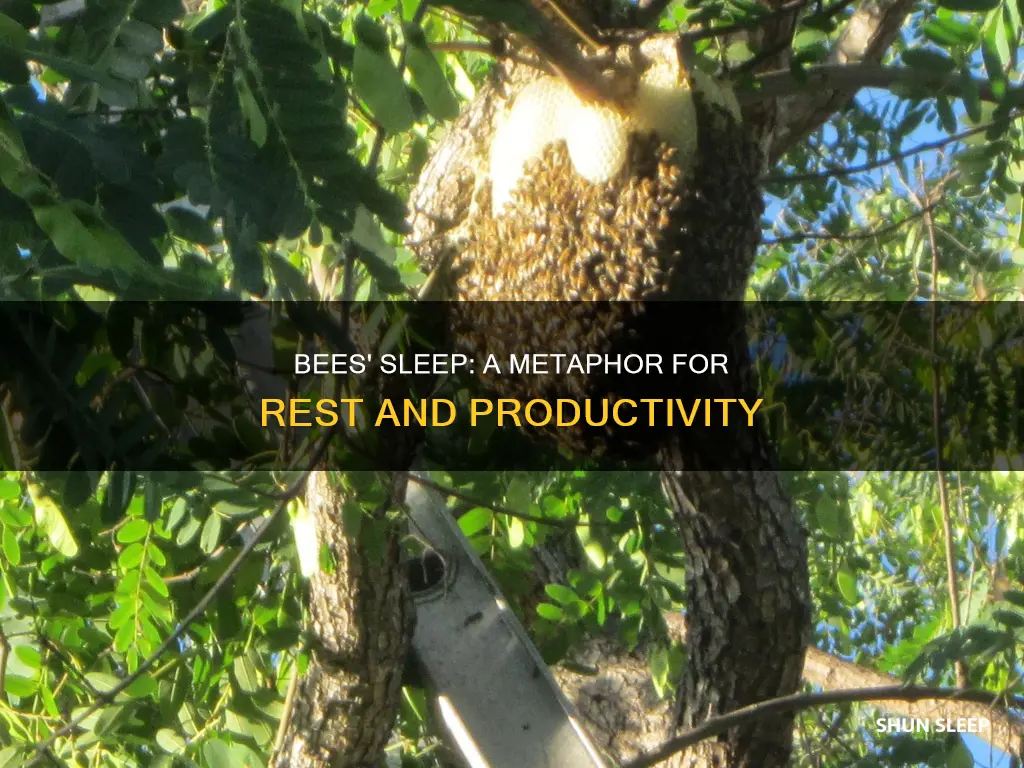 where do the bees sleep meaning
