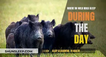 Wild Hogs' Napping Hideouts: Daytime Sleep Patterns and Preferences