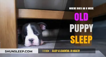 Puppy Sleep: Where Should Your 8-Week-Old Rest?