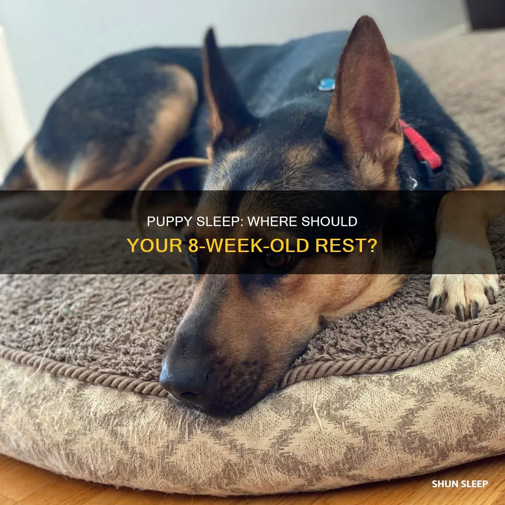 where does an 8 week old puppy sleep