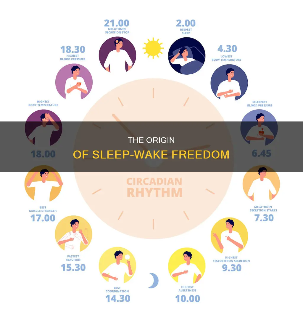 where does free run sleep wake cycle begi