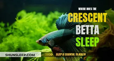 The Crescent Betta's Sleeping Hideouts
