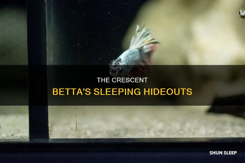 where does the crescent betta sleep
