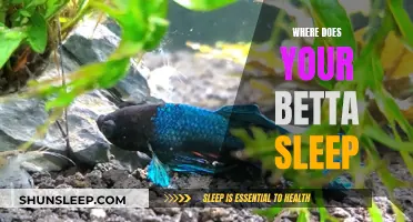 Betta Sleep Spots: Where Do Bettas Nap?