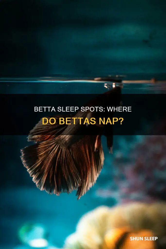where does your betta sleep