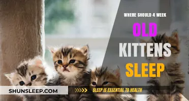 Ideal Sleeping Spots for Four-Week-Old Kittens