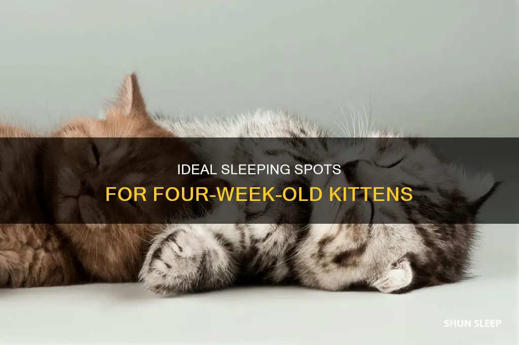 where should 4 week old kittens sleep