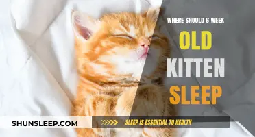 Ideal Sleeping Spots for Your 6-Week-Old Kitten