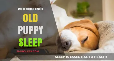 Puppy Sleep Training: Where Should Your 6-Week-Old Pup Rest?