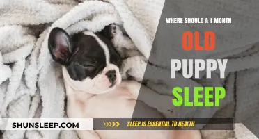 Puppy's First Month: Where Should They Sleep?