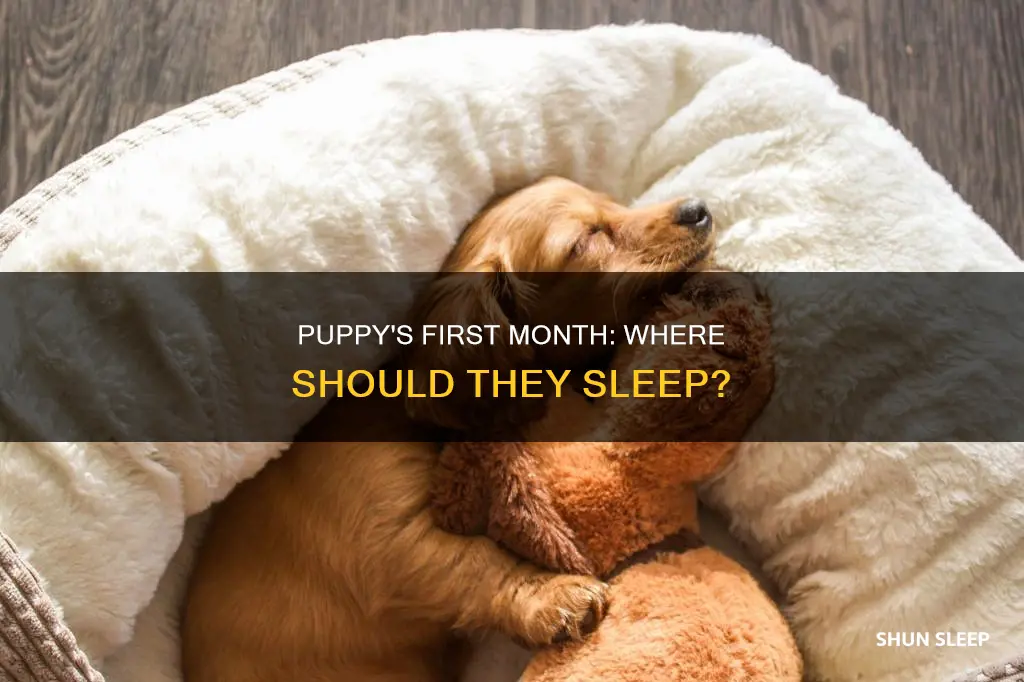 where should a 1 month old puppy sleep