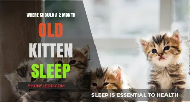 Ideal Sleeping Spots for Your Two-Month-Old Kitten