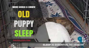 Puppy Sleep Training: Where Should Your 4-Month-Old Pup Rest?