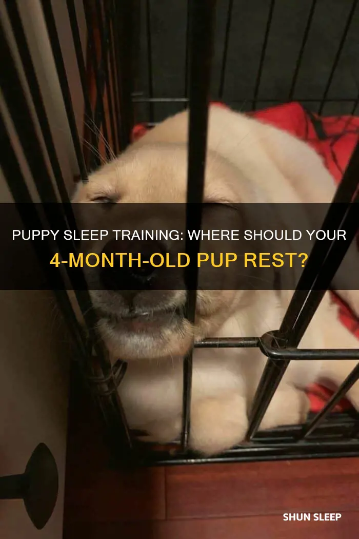 where should a 4 month old puppy sleep