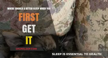 Creating a Cozy Kitten Corner: Ideal Sleep Spots for New Arrivals