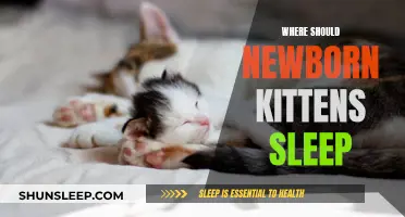 Newborn Kittens: Ideal Sleeping Places for Their Health