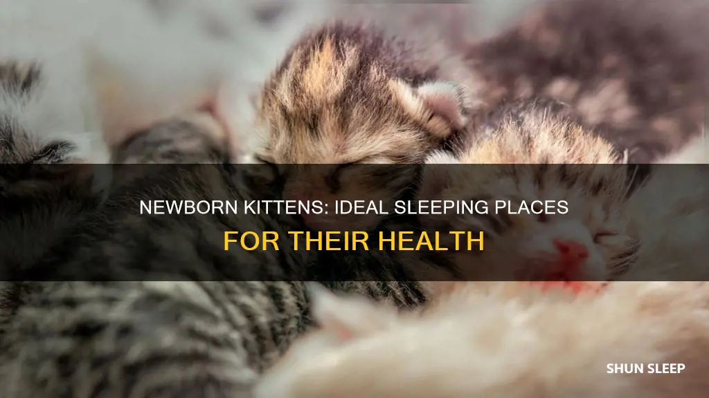where should newborn kittens sleep