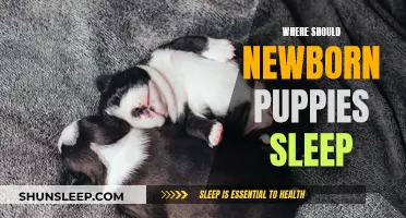 The Best Sleeping Arrangements for Newborn Puppies