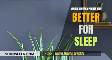 Aloe Vera: A Natural Sleep Aid?