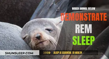 Animals That Show REM Sleep: An Eight-Creature Feature