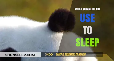 The Sleepless Animal: Unraveling the Mystery of Sleep