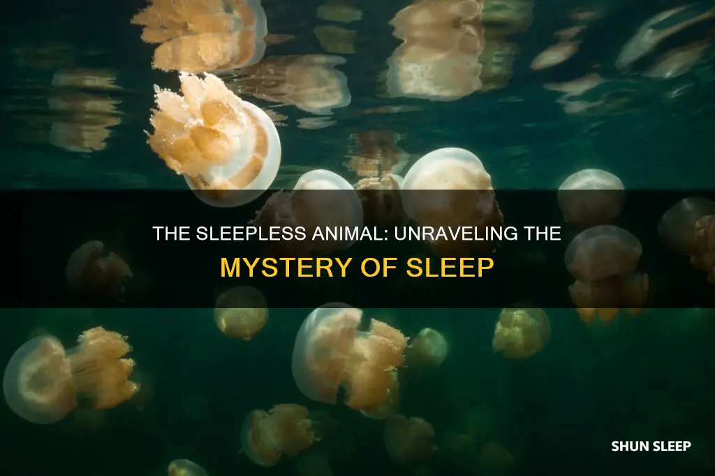 which animal did not use to sleep
