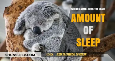 Unbelievable! The Animal That Barely Sleeps Will Shock You