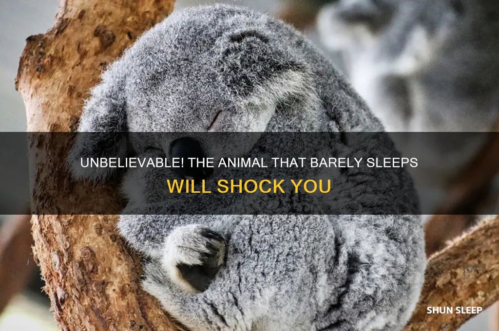 which animal gets the least amount of sleep
