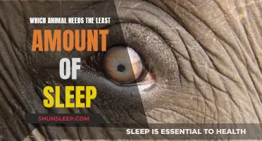 Sleep-Defying Animals: Who Needs the Least Shut-Eye?