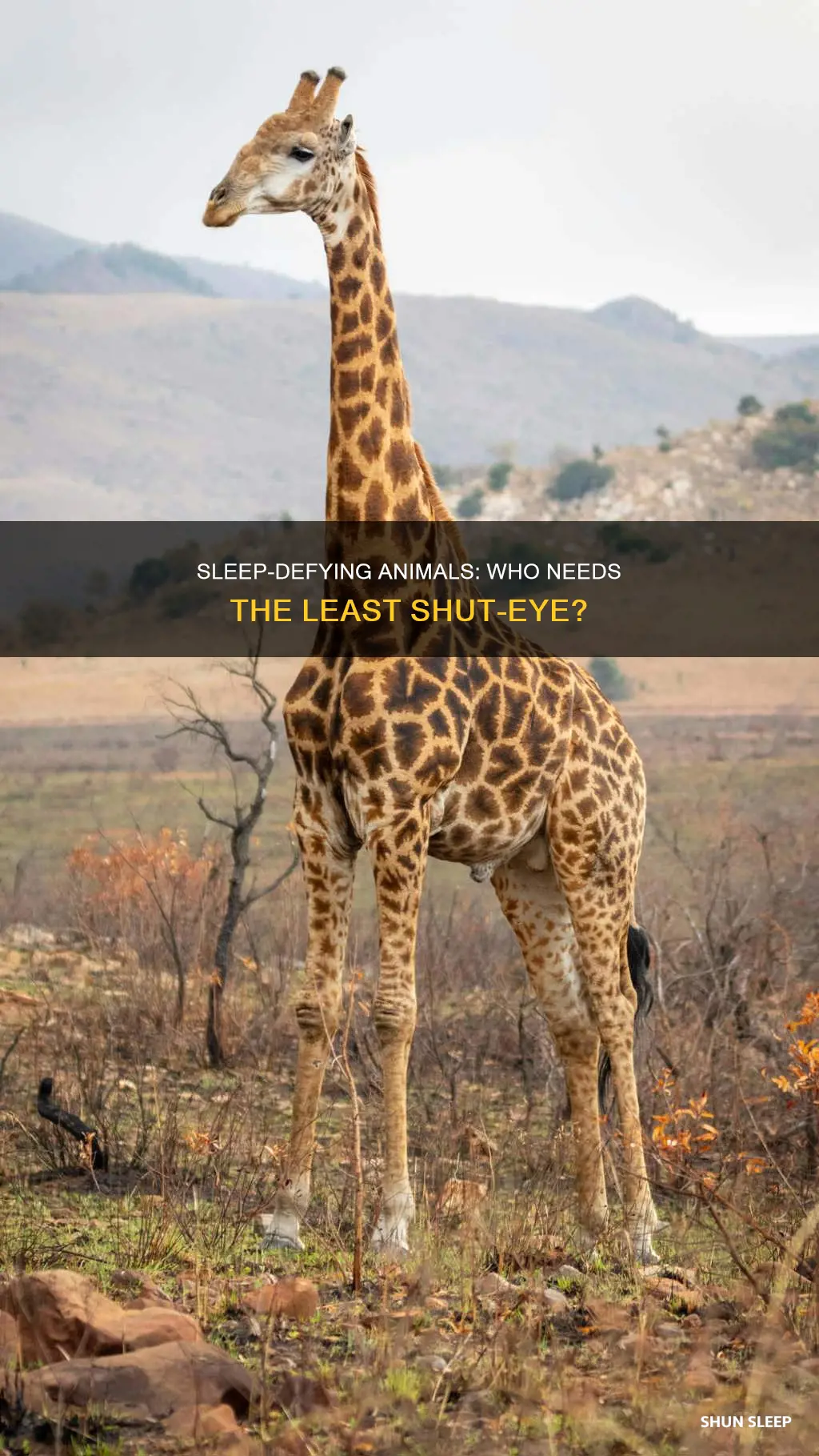 which animal needs the least amount of sleep