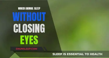 Animals That Sleep With Their Eyes Open: A Mystery Explained