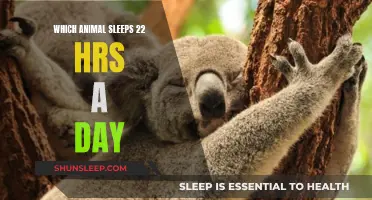 The Incredibly Sleepy Sloths: 22 Hours of Daily Snoozing!