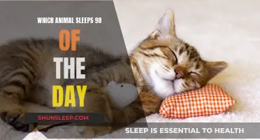 The Sleepyheads of the Animal Kingdom: 90% Snoozers