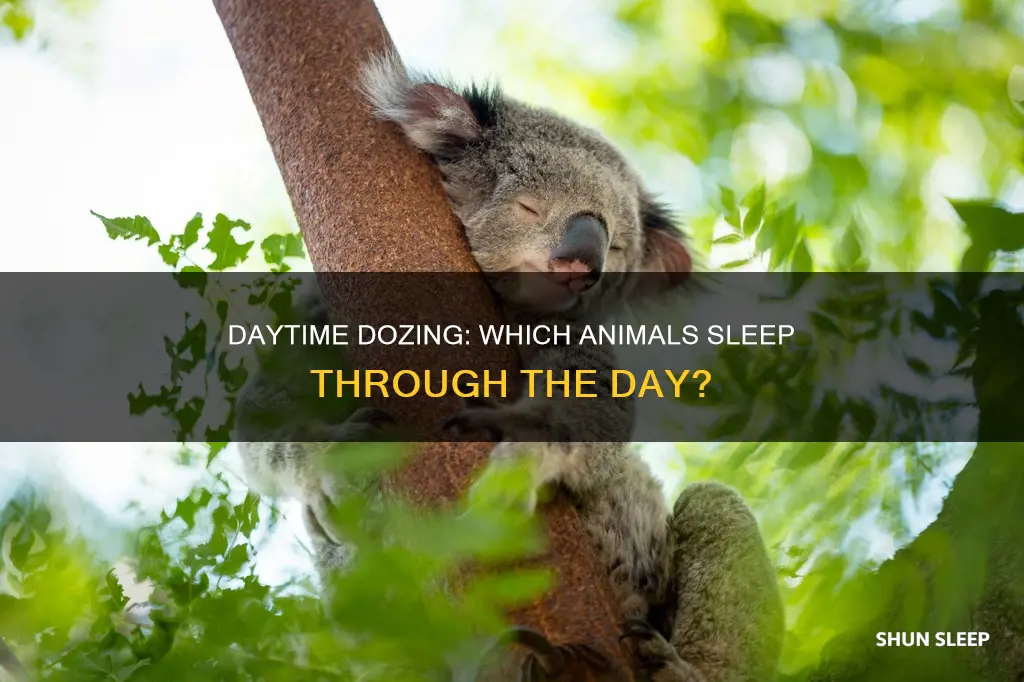 which animal sleeps all day