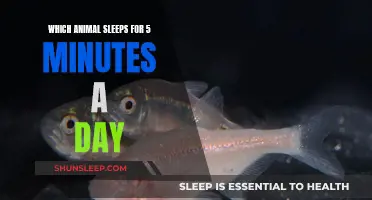 The 5-Minute Snoozer: Which Animal Naps So Little?