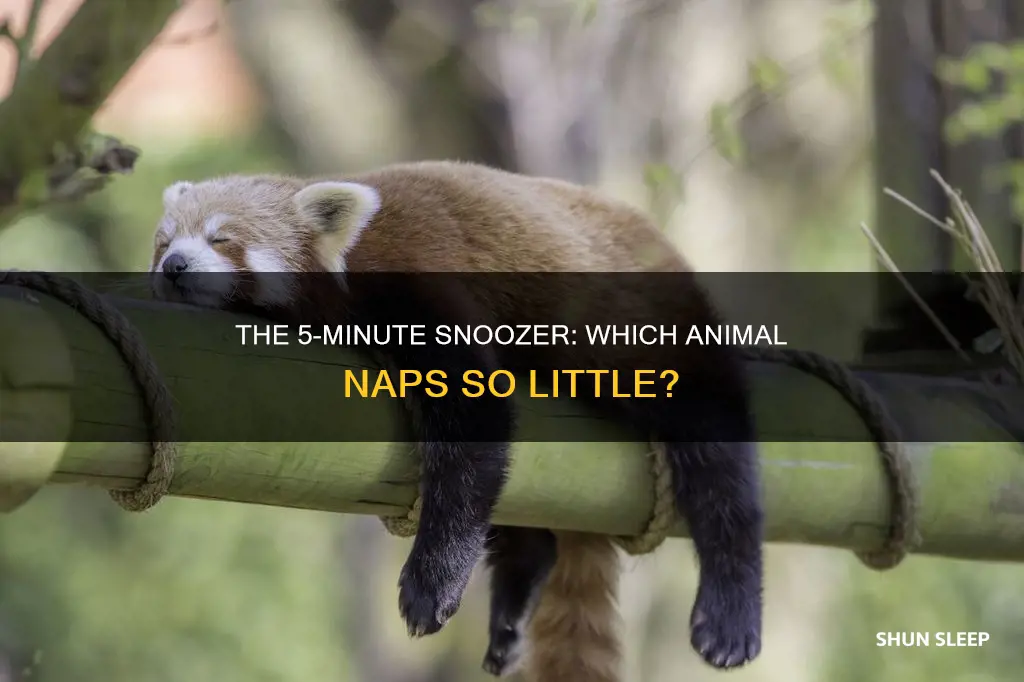 which animal sleeps for 5 minutes a day