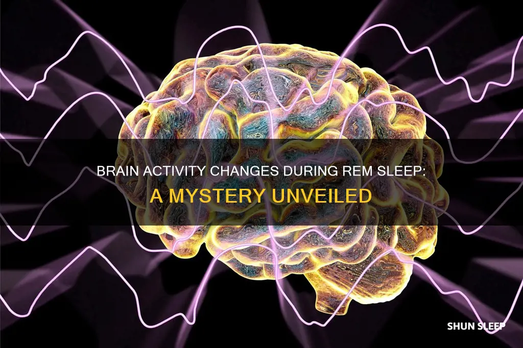 which brain areas show activity changes in rem sleep