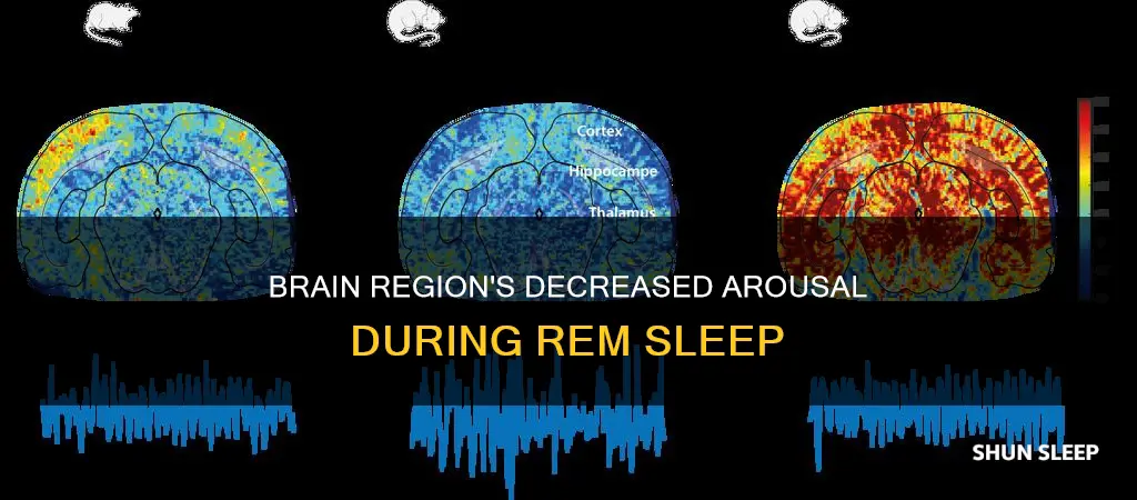 which brain region decreases in arousal during rem sleep