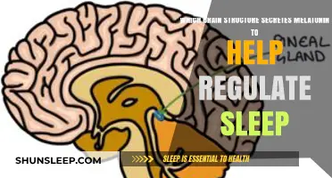 Pineal Gland: Melatonin's Source for Regulating Sleep Cycles
