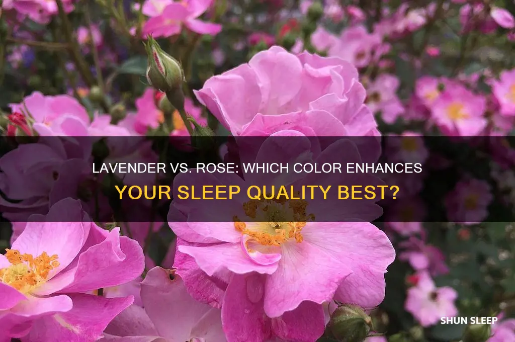 which color helps you sleep lavender or rose