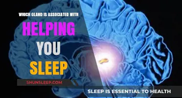 The Pineal Gland: Your Body's Natural Sleep Regulator Explained
