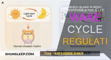 The Master Gland: Unveiling the Sleep-Wake Cycle Regulator