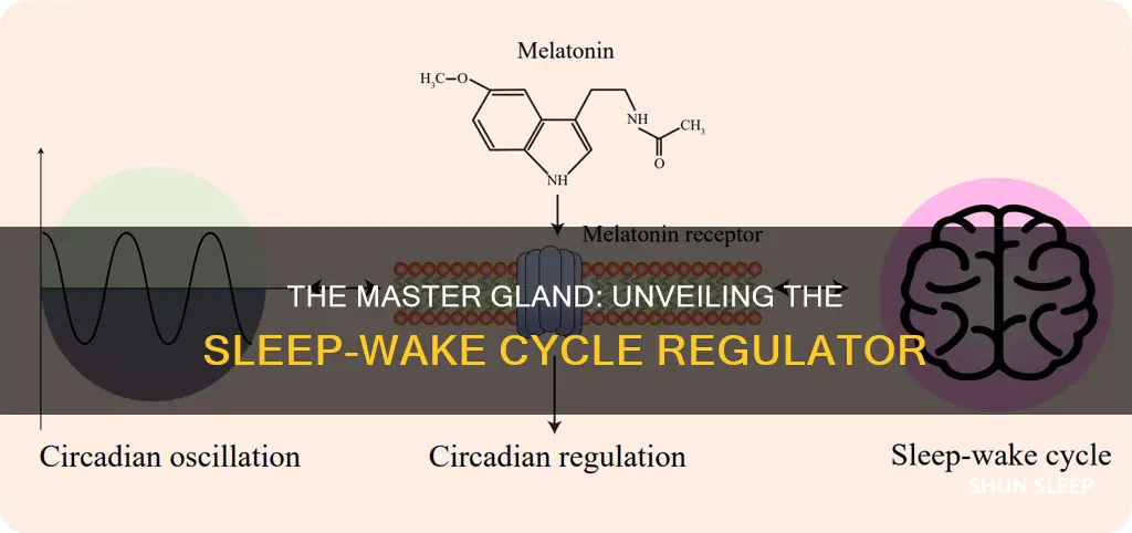 which gland is most responsible for sleep wake cycle regulation