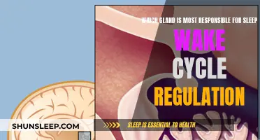 The Master Gland: Sleep-Wake Cycle Regulation