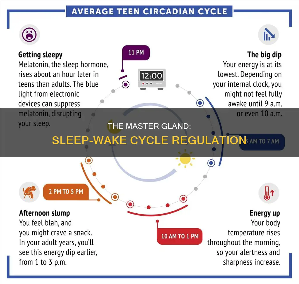 which gland is most responsible for sleep wake cycle regulation